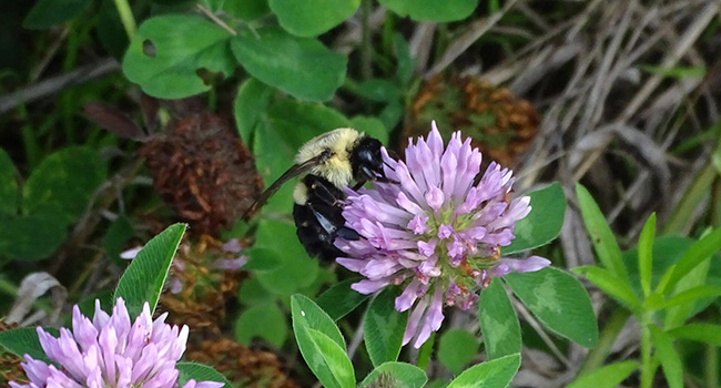 Amôwa bee