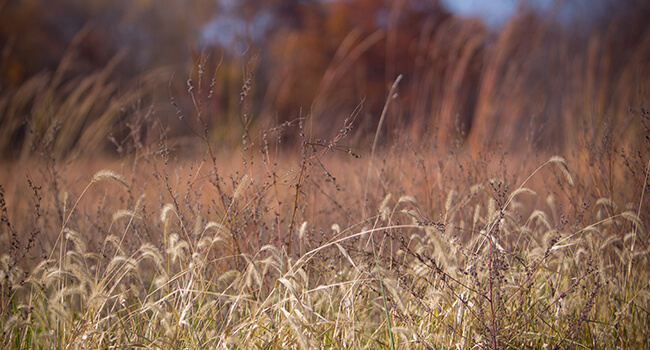 prairie grass